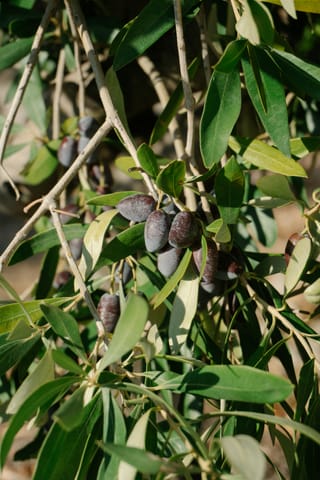 Ripe olives hang among leaves on an olive tree.